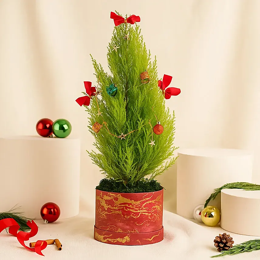 Decorated Cupressus Christmas Plant: Poinsettia Plants