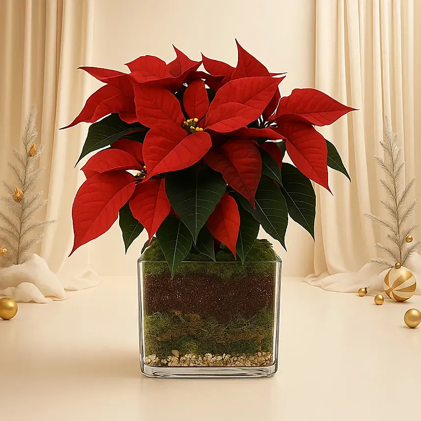 Poinsettia Plant: Flowering Plants