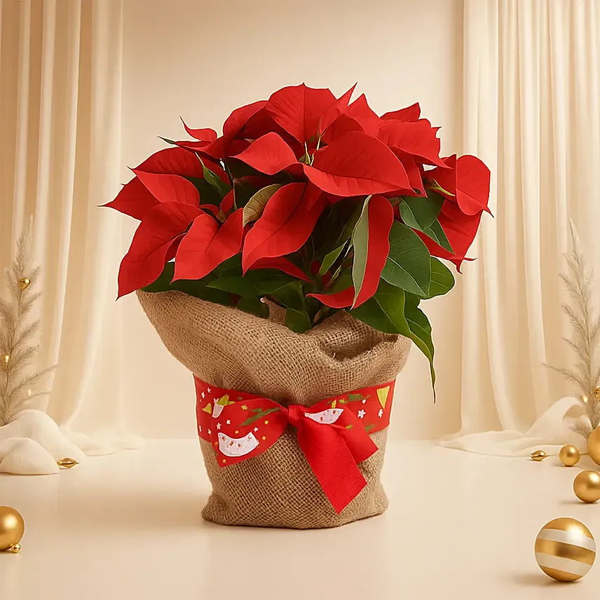 Poinsettia Plant in Natural Jute: Plants Singapore