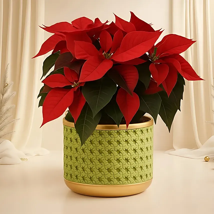 Poinsettia Plant In Plastic Pot: Plants Singapore
