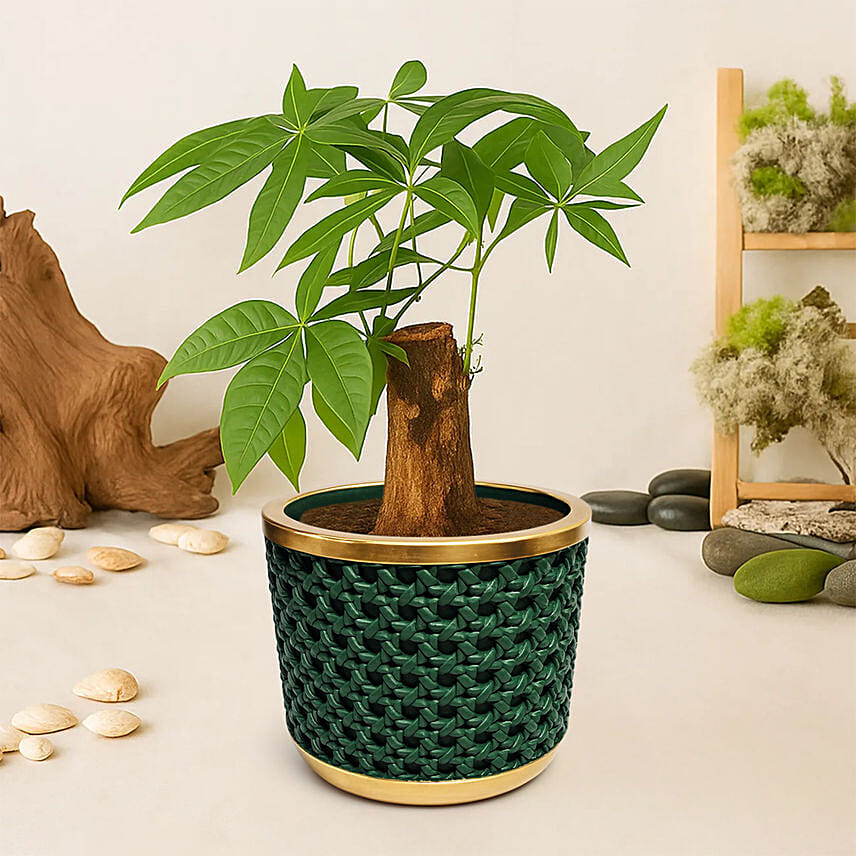 Paclcira Sail Or Pachira Good Luck Tree: Plants Singapore