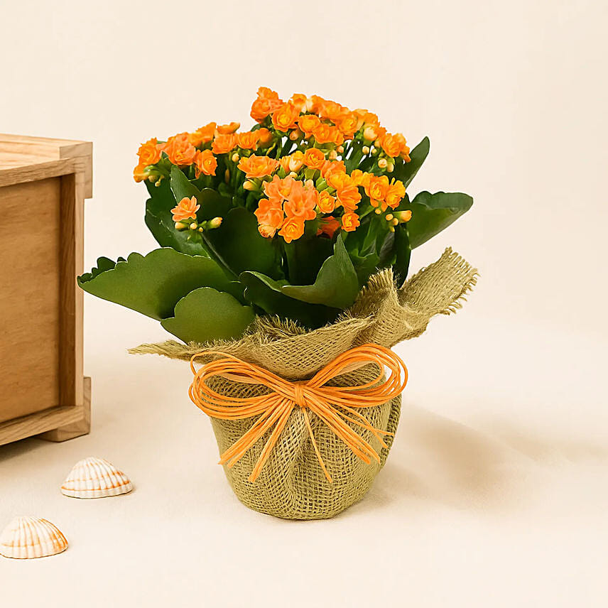 Jute Wrapped Orange Kalanchoe Plant: Gifts for Employees