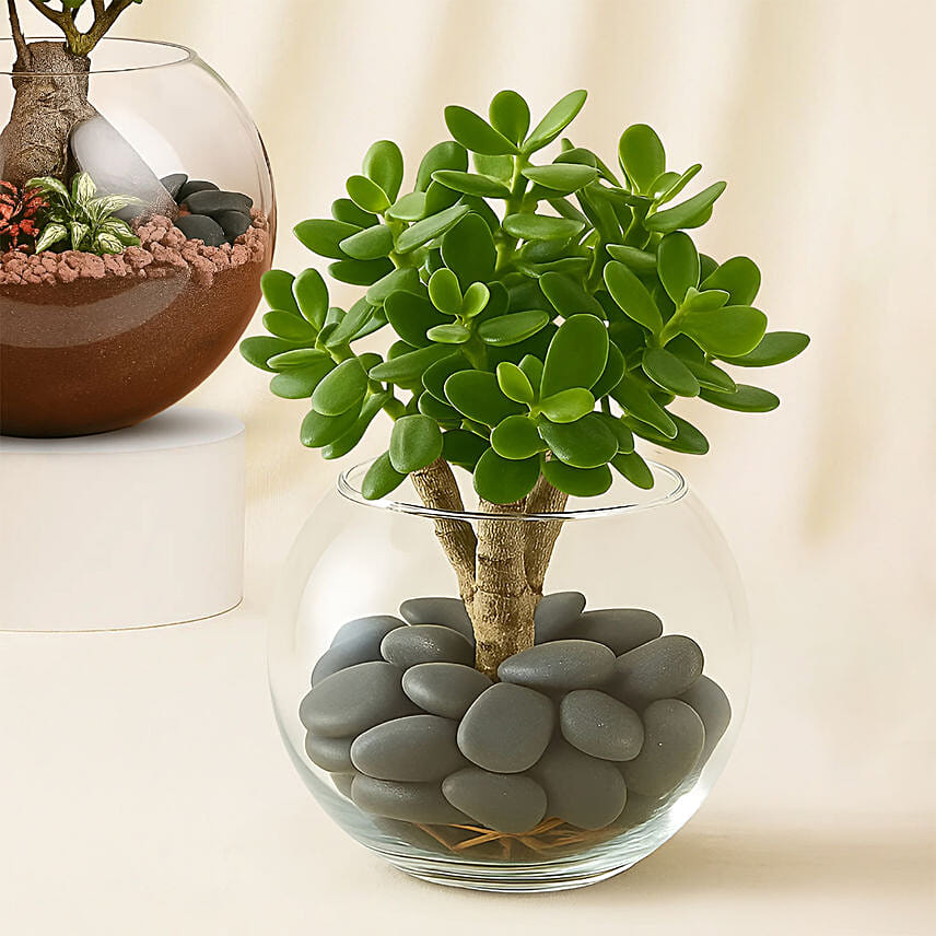 Bonsai, Jade and Money Plant in Glass Bowl Delivery in Singapore - FNP SG