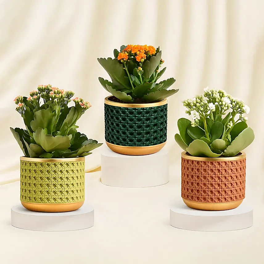 Orange, Pink and White Kalanchoe in Glass Vases: Thanksgiving Gifts Singapore