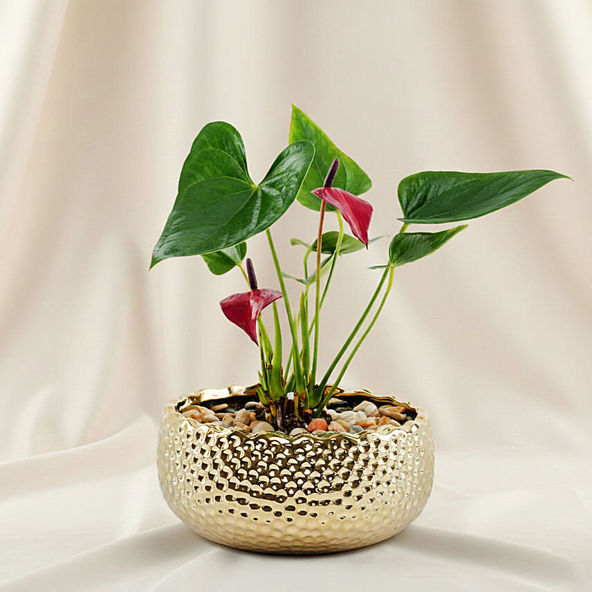 Premium Red Anthurium Gold Vase Planter: Chinese New Year Plants