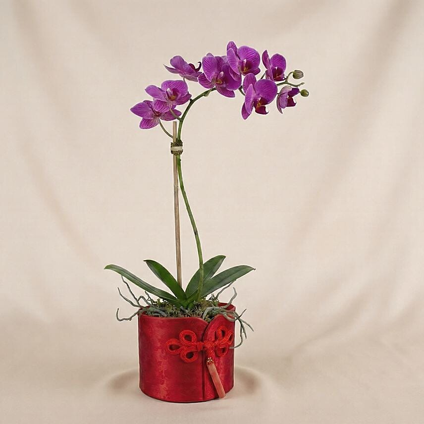 Purple Orchids in Red Decorative Box: Good Luck Plants