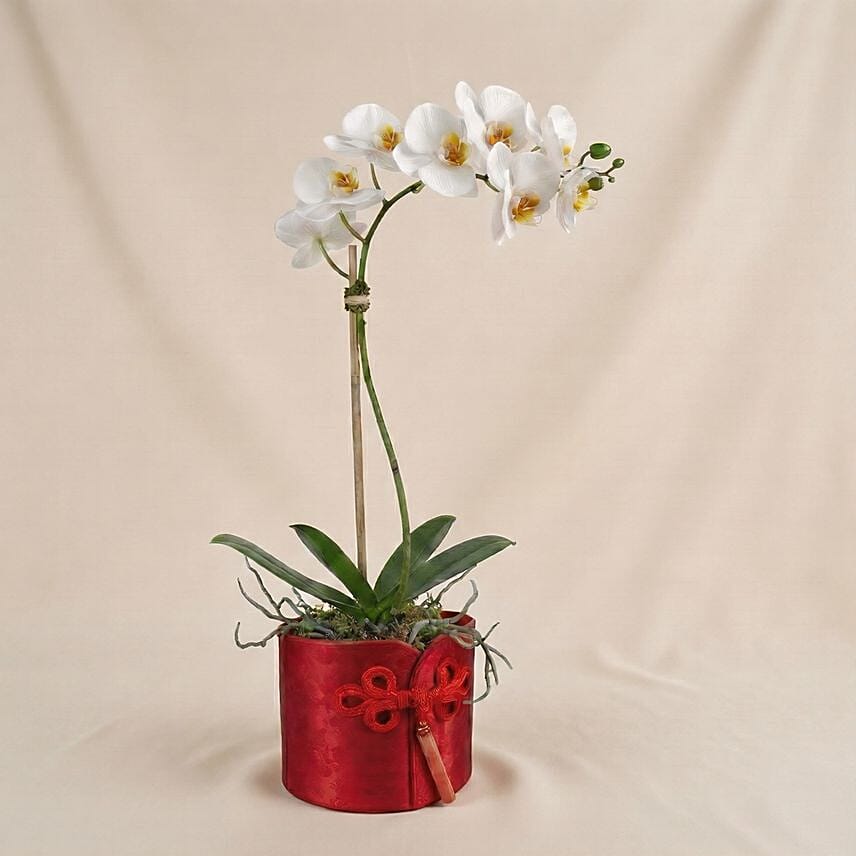 White Orchids in Red Decorative Box: Good Luck Plants