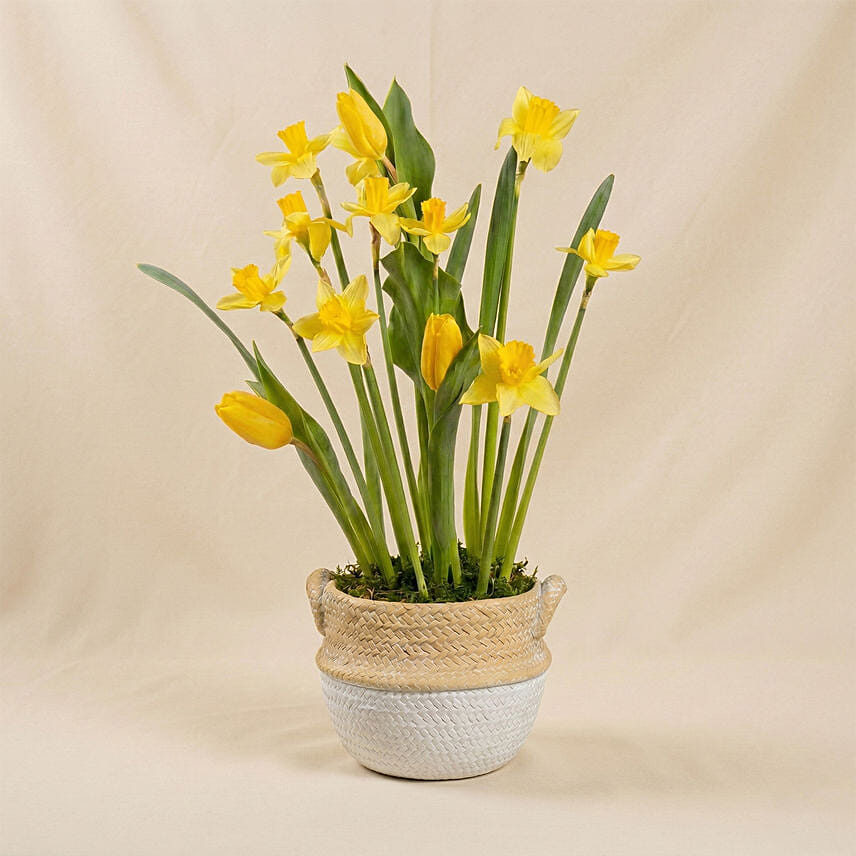Daffodils and Tulip Pot: 