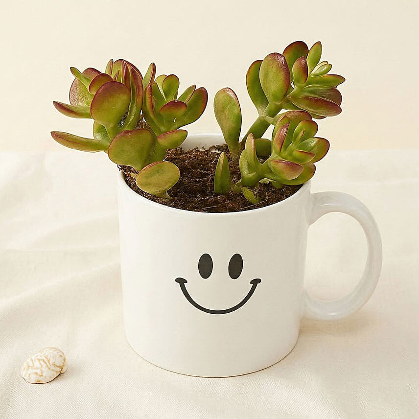 Adorable Masterpiece: Anniversary Plants