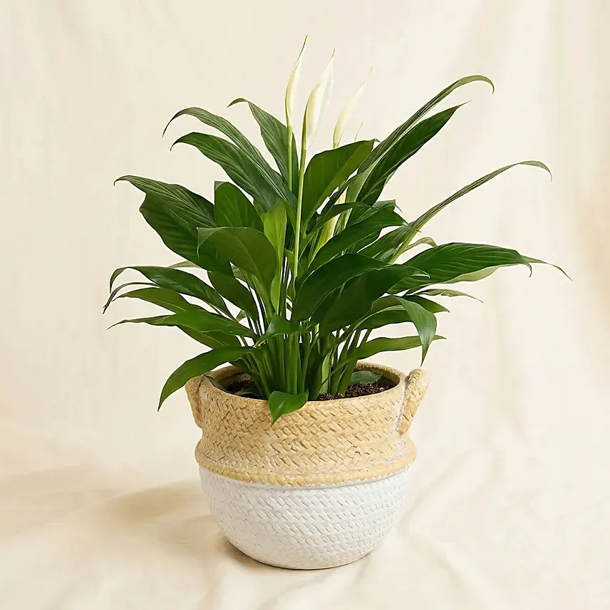 Peace Lily In Matt Black Planter: Indoor Plants Singapore