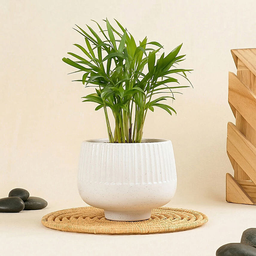 Mini Chamadorea In Dual Tone Pot: Teachers Day Gifts