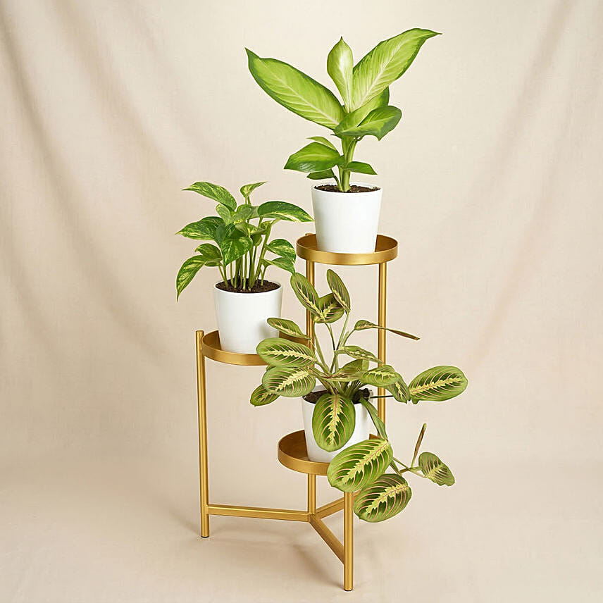 Reduce Noise And Air Pollution Plant Stand: New Arrival Plants