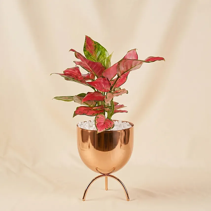 Pink Aglonema Plant in Golden Metal Vase: Plants