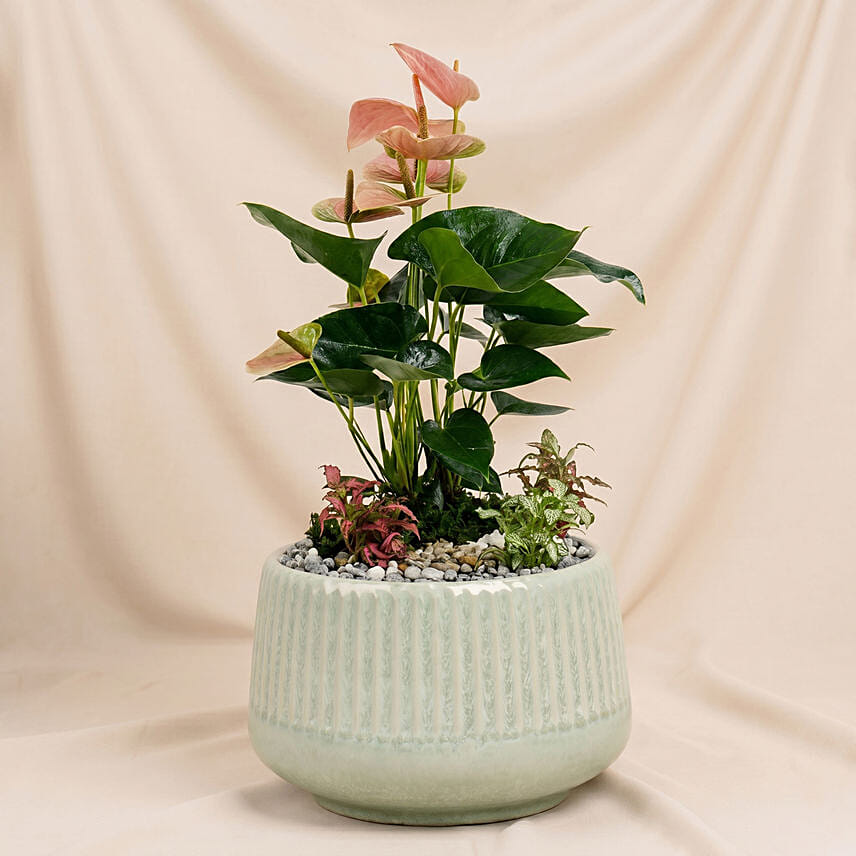Timeless Pink Anthurium Garden: Living Area Plants