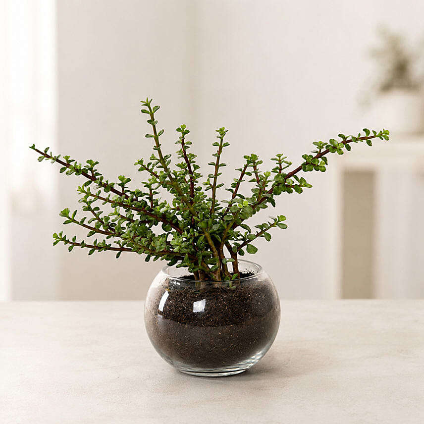 Jade Plant In Round Vase Combo: Living room Plants