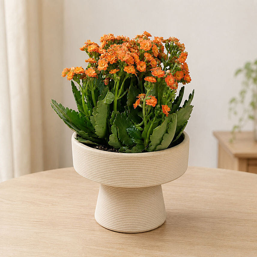 Orange Kalanchoe in Designer Vase: International Women's Day Gifts