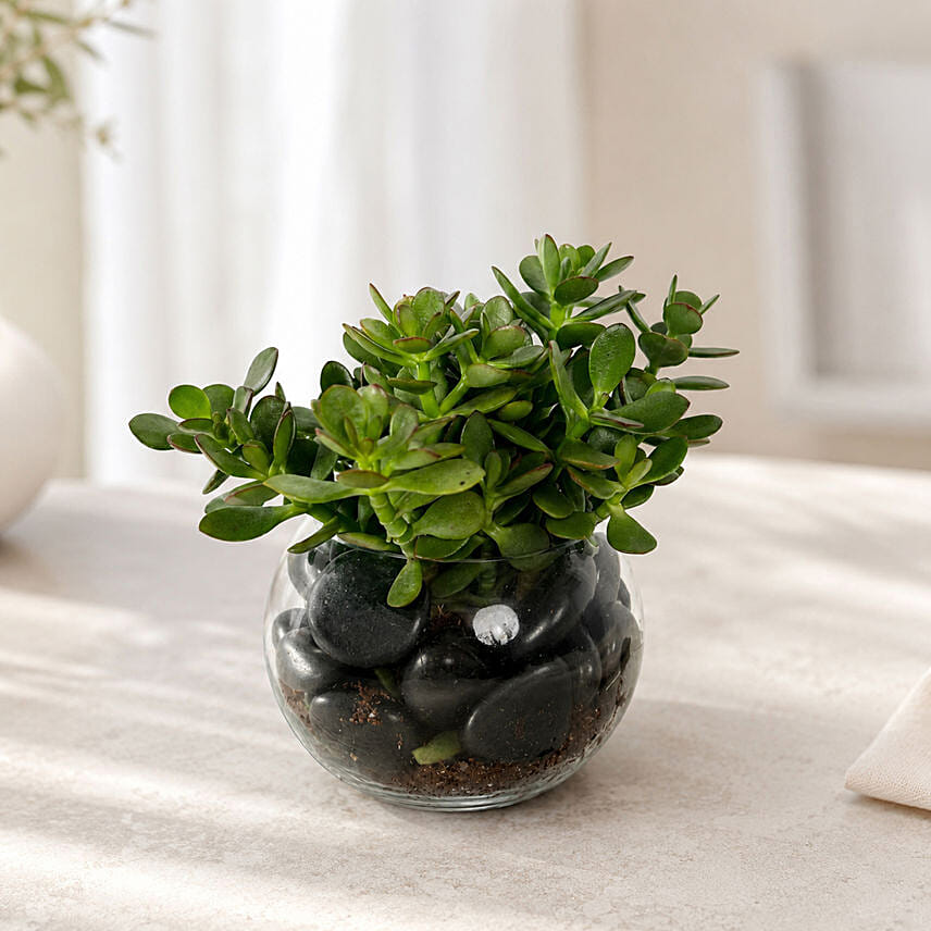 Jade Plant In Glass Bowl: Plants