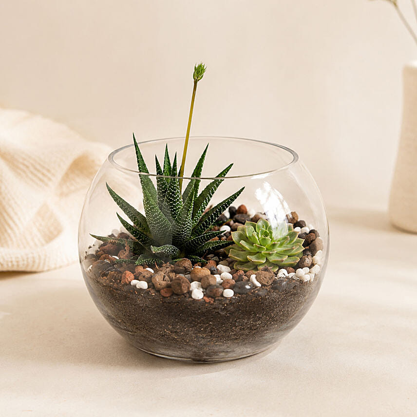 Decorative Succulents In Fish Bowl: Gifts For Girls