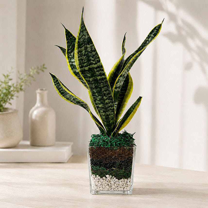 Sanseaveria Green Compacta Plant 3 Glass Terrarium: Snake Plants