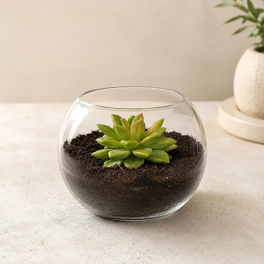 Green Echeveria in Fish Bowl: Gift Ideas For Boss