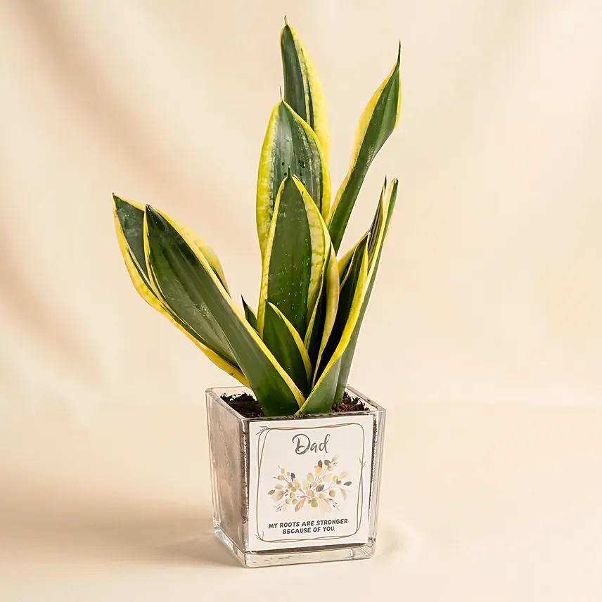 Elegant Sansevieria Desktop Plant For Dad: Mother In Law Tongue Plant