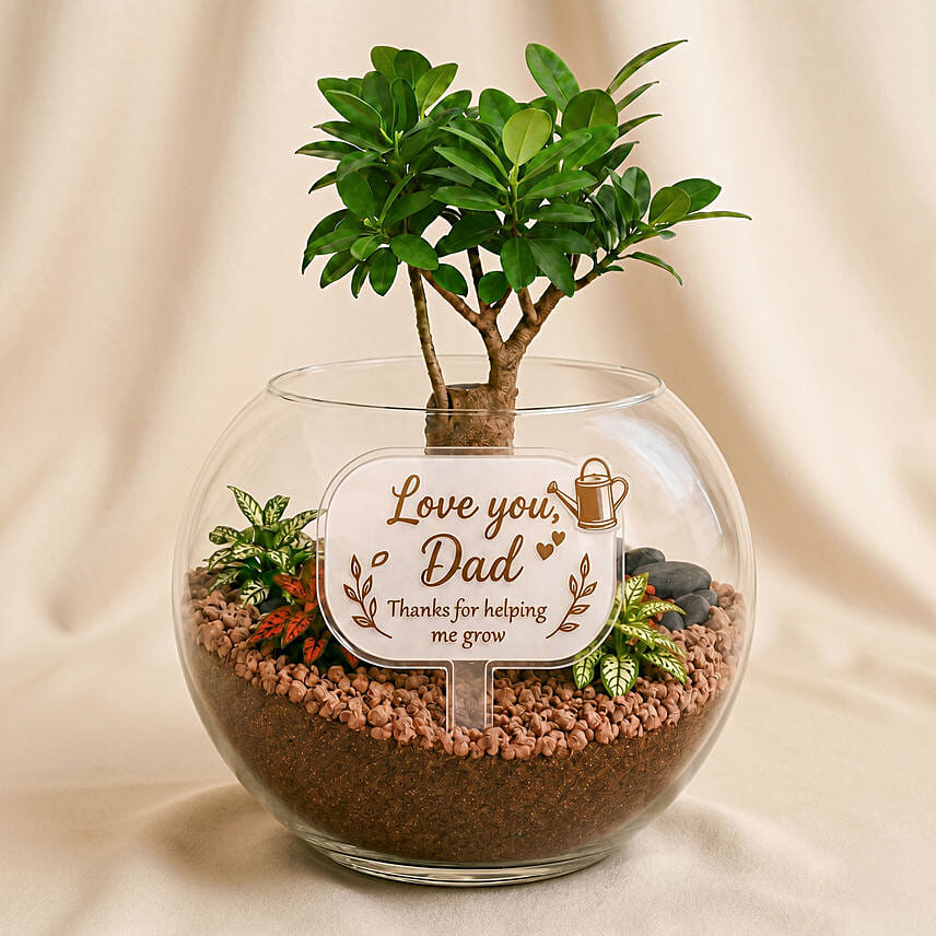 Fathers Day Bonsai Plant Gift: Fathers Day Plants