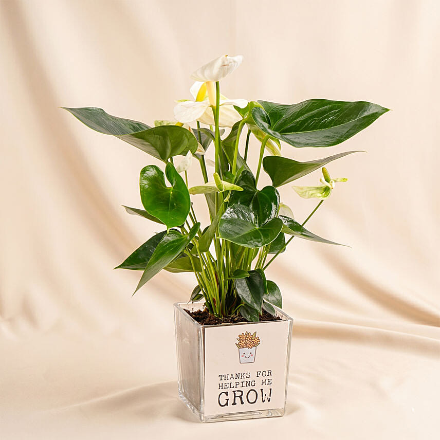 Thanks For Helping Me Grow - Fathers Day Plant: Fathers Day Plants
