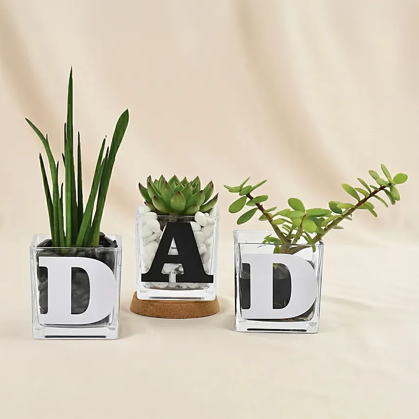 Trio Of Plants For Dad: Fathers Day Plants