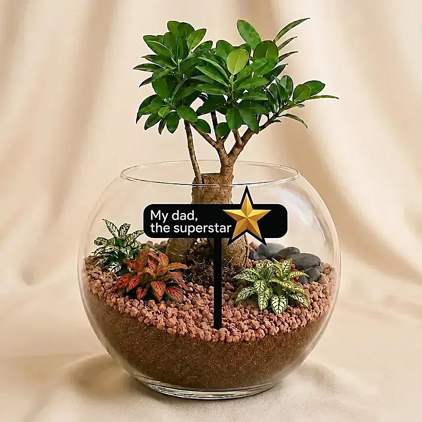 Fathers Day Bonsai Plant Gift: Bonsai 