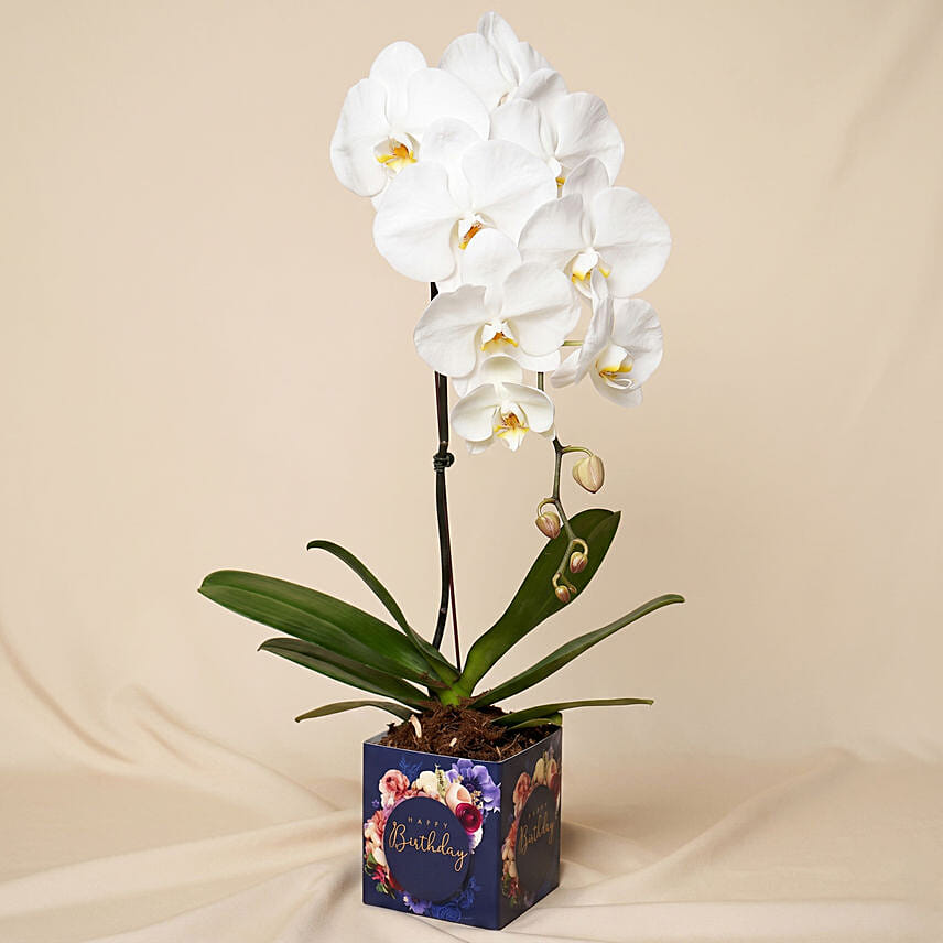 White Phalaenopsis Plant In Glass Vase: Plants Singapore