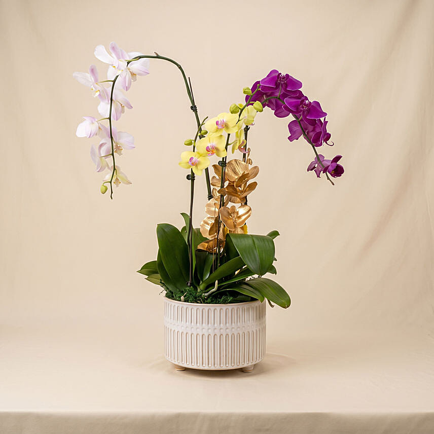 Multicolor Orchid Plants in Premium Pot: Plants Singapore