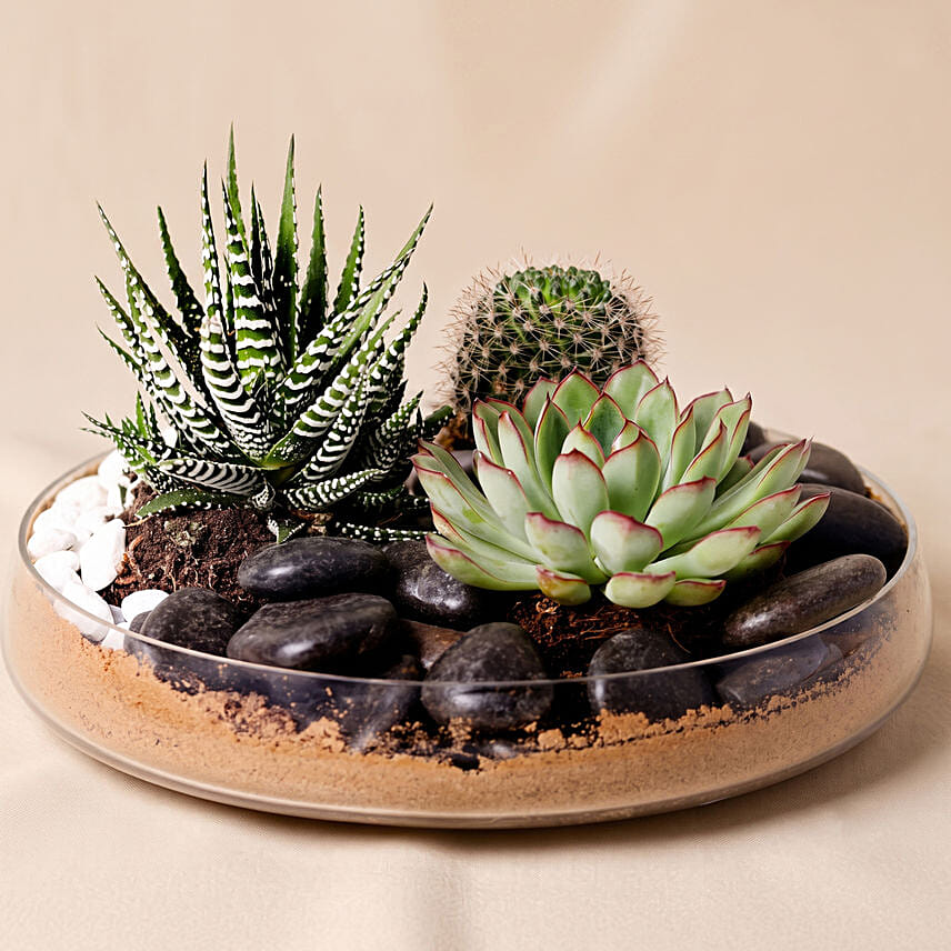 Combo of 3 Plants In Clear Glass Platter: Cactus and Succulents