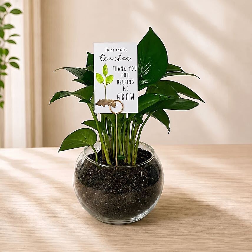 Money Plant Round Vase for Teacher's Day: Money Plant Singapore