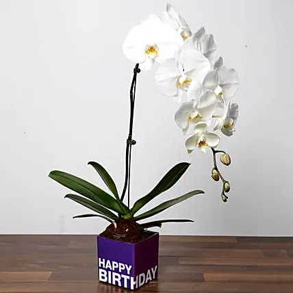 White Phalaenopsis Plant For Birthday: For Birthday