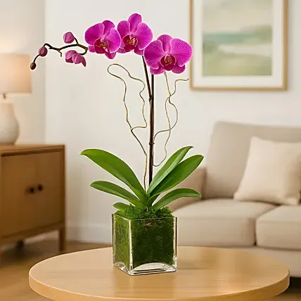Purple Orchid Plant In Glass Vase: Students Day Gifts