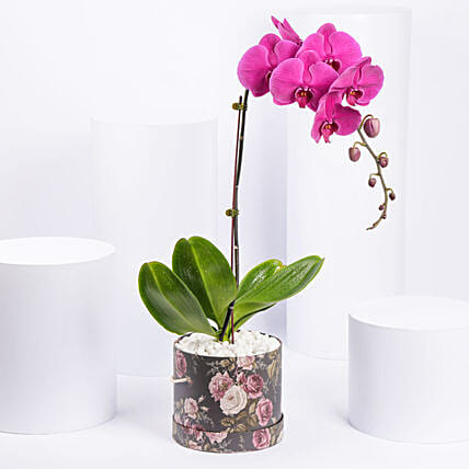 Orchid Plant In Floral Vase: orchid plants