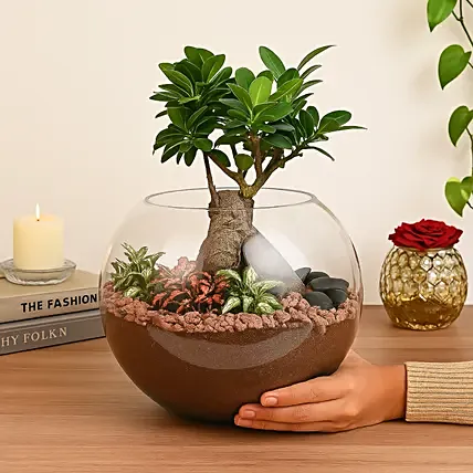 Bonsai Pot Paradise: Plants Singapore