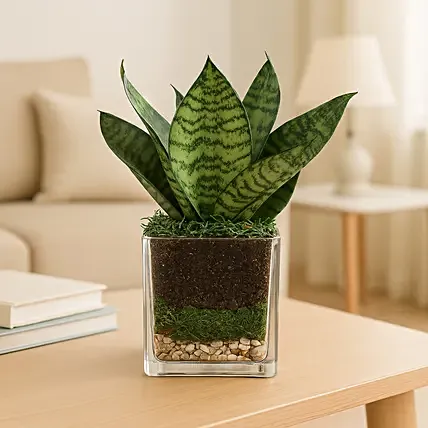 Sanseaveria Green Compacta Plant 3 Glass Terrarium: Air Purifying Plants