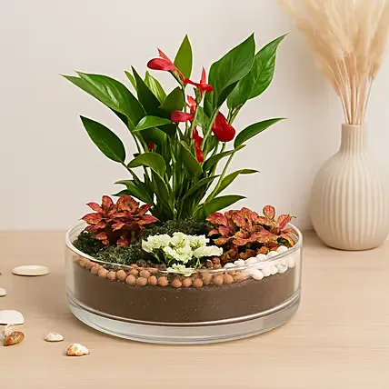 3 Fittonia 1 Anthurium Plant In Platter Shape Planter: For Anniversary