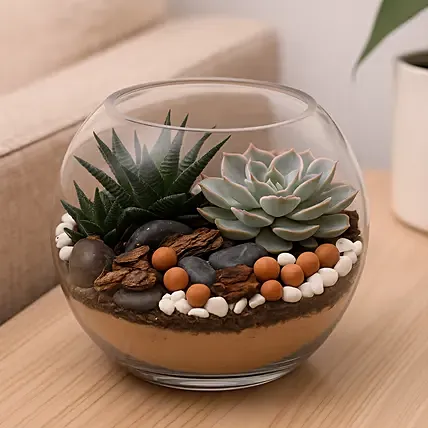 Decorative Succulents In Fish Bowl: New Year Plants Singapore