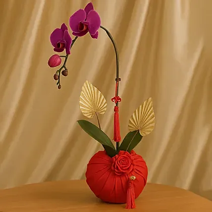 Phalaneopsis Plant For CNY: CNY Plants