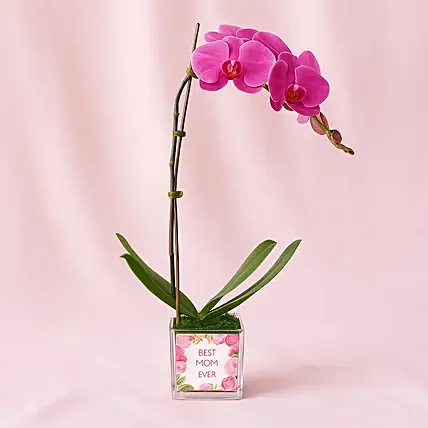 Best mom Ever Orchid Plant in Vase: New Arrival Plants