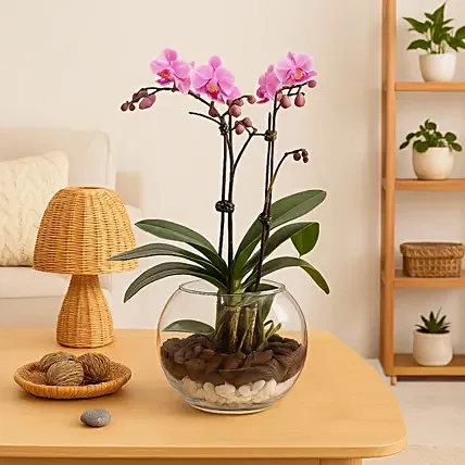Mini Double Phalaenopsis In Fishbowl: Farewell Gift