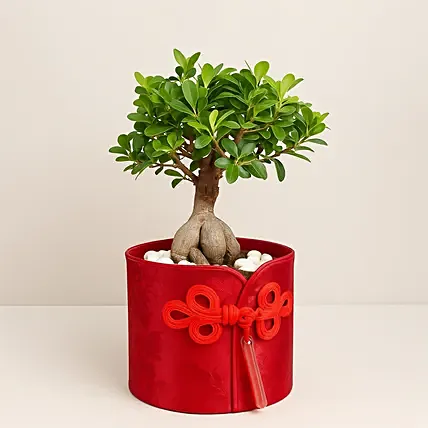 Bonsai Plant Paradise Gift: 520 Gifts