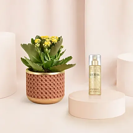 Kalanchoe Plant and Guess Girl Mist Gift: New Year Plants