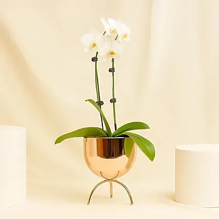 White Orchid plant in Premium Metal Pot: Orchid Plants Singapore