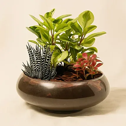 Fittonia With Peperomia Haworthia In Platter Planter: Anniversary Plants