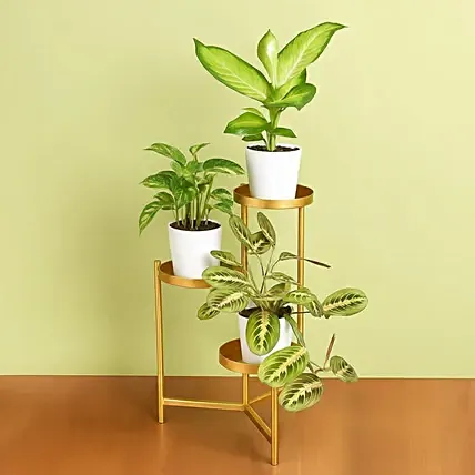Reduce Noise And Air Pollution Plant Stand: Air Purifying Indoor Plants