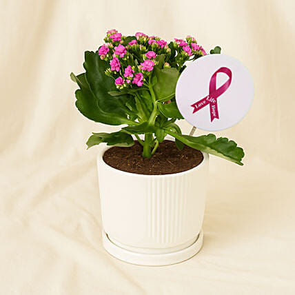 Inspiring Pink Flower Plant - Pink Ribbon: Living Area Plants