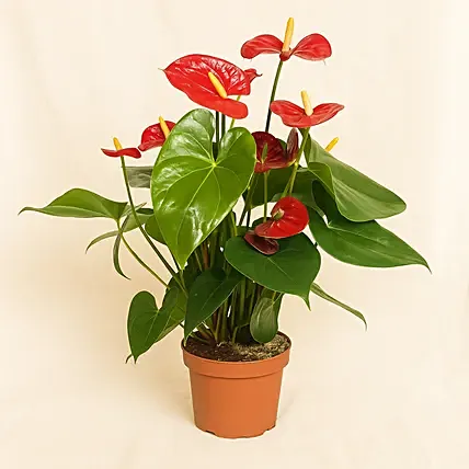 Anthurium Plant In Round Red Pot: Anthuriums Onliine